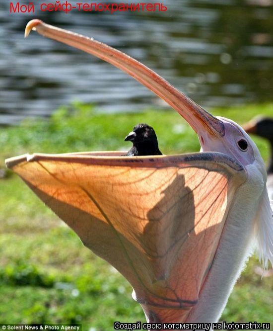 Котоматрица: Мой сейф-телохранитель