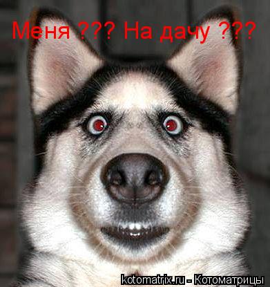 Котоматрица: Меня ??? На дачу ???