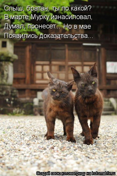 Котоматрица: Слыш, братан, ты по какой? В марте Мурку изнасиловал, Думал, пронесет... Но в мае  Появились доказательства...