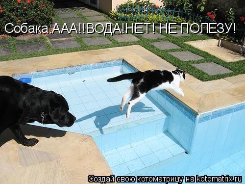 Котоматрица: Собака:ААА!!ВОДА!НЕТ! НЕ ПОЛЕЗУ!