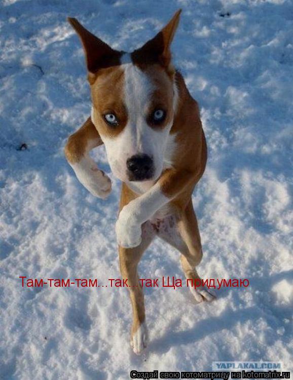 Котоматрица: Там-там-там...так...так Ща придумаю