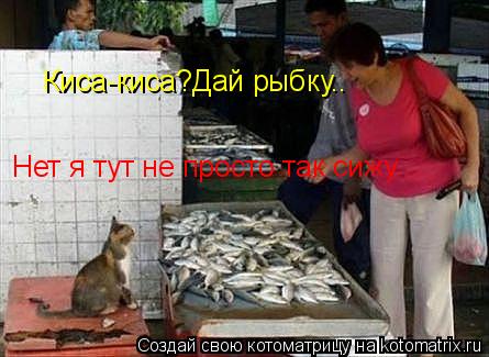 Котоматрица: Киса-киса?Дай рыбку.. Нет я тут не просто так сижу...