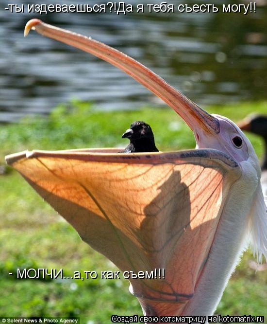 Котоматрица: -ты издеваешься?!Да я тебя съесть могу!! МОЛЧИ...а,то как съем!!! -