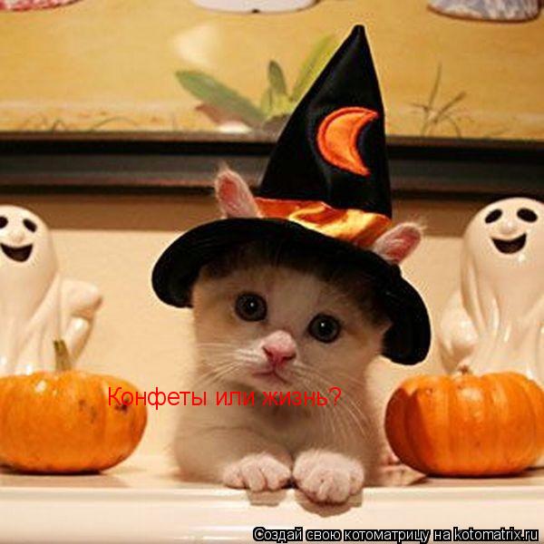 Котоматрица: Конфеты или жизнь?