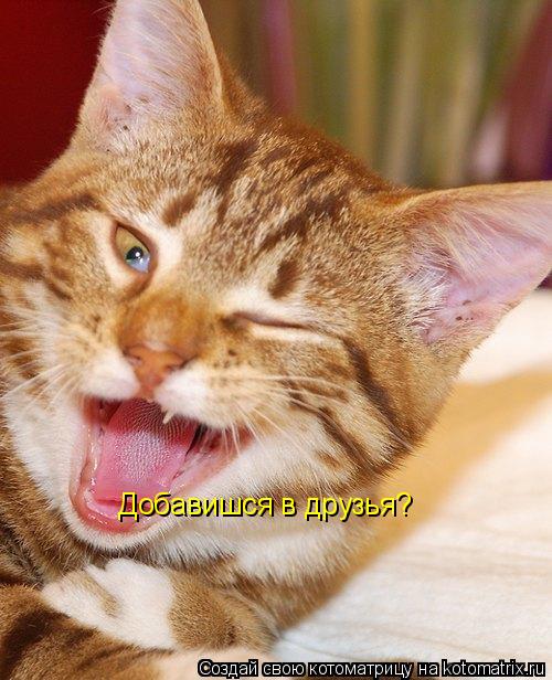 Котоматрица: Добавишся в друзья?