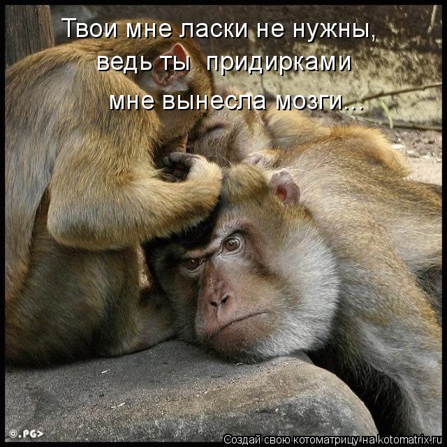 Котоматрица: Твои мне ласки не нужны, ведь ты  придирками  мне вынесла мозги...