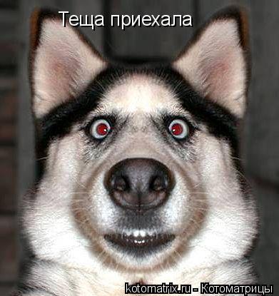 Котоматрица: Теща приехала