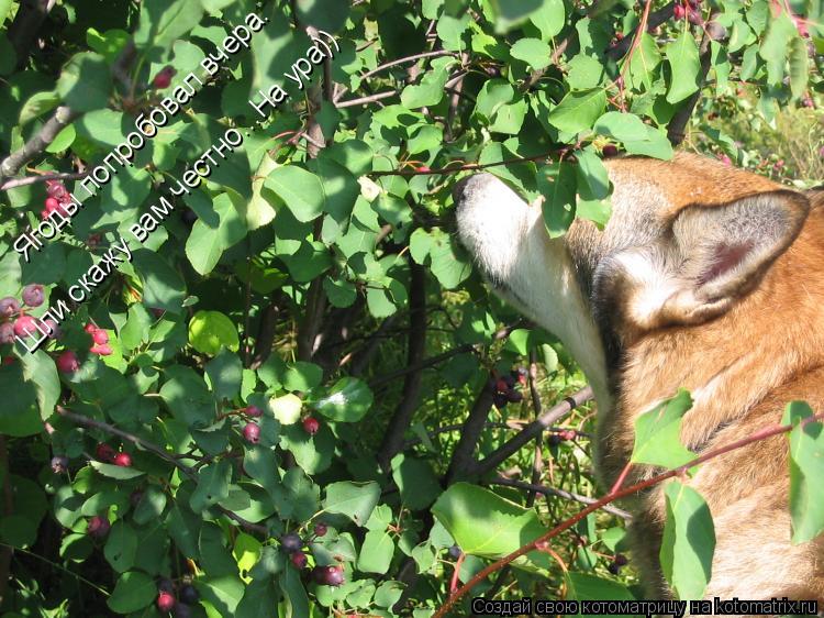 Котоматрица: Ягоды попробовал вчера. Шли скажу вам честно...На ура))