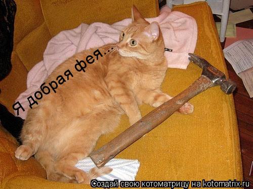 Котоматрица: Я добрая фея...