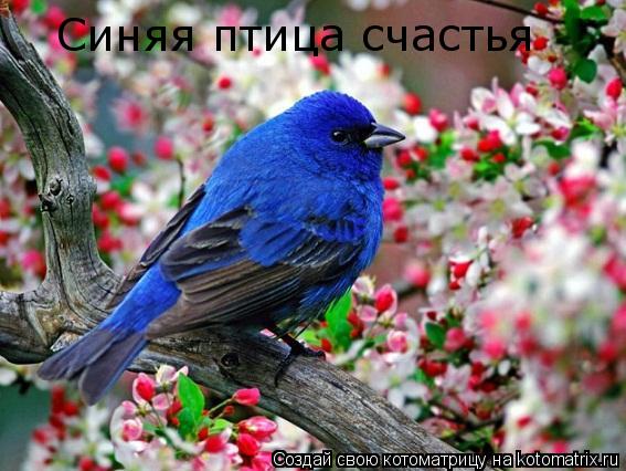 Котоматрица: Синяя птица счастья