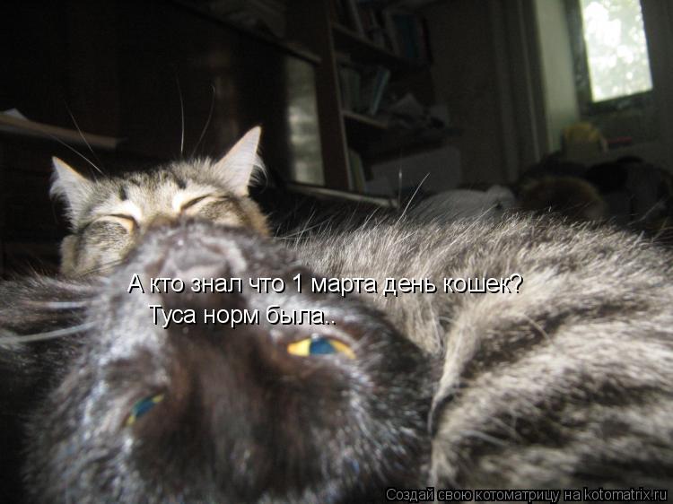 Котоматрица: А кто знал что 1 марта день кошек? Туса норм была..