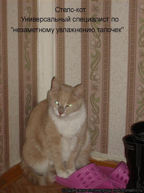 Котоматрица: Стелс-кот Универсальный специалист по "незаметному увлажнению тапочек"