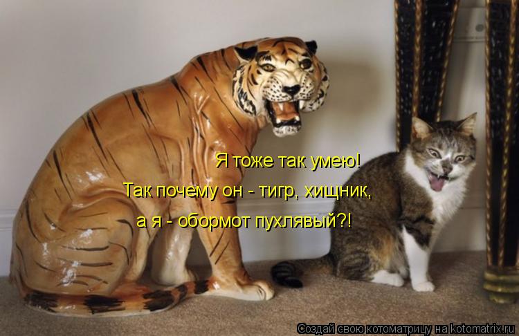 Котоматрица: Я тоже так умею! Так почему он - тигр, хищник, а я - обормот пухлявый?!