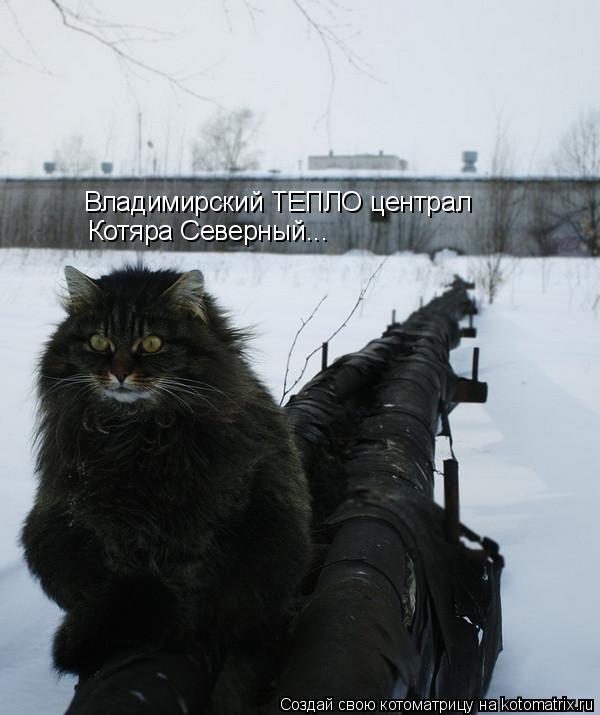 Котоматрица: Владимирский ТЕПЛО централ Котяра Северный...