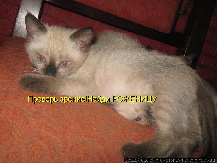 Котоматрица: Проверь зрение!Найди РОЖЕНИЦУ