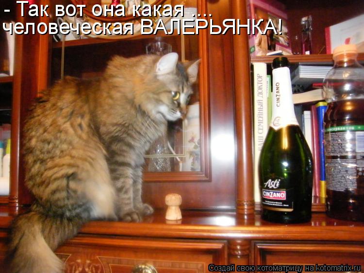- Так вот она какая .... человеческая ВАЛЕРЬЯНКА!... Котоматрица: - Так вот она какая .... человеческая ВАЛЕРЬЯНКА!