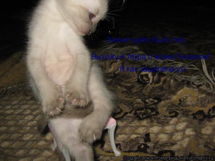 Котоматрица: Значит дело было так.. Выхожу А Мура с моим Рыжиком! Я как зашипела ух!