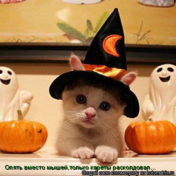 Котоматрица: Опять вместо мышей,только кареты расколдовал...
