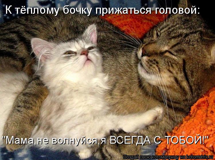Котоматрица: К тёплому бочку прижаться головой: "Мама,не волнуйся,я ВСЕГДА С ТОБОЙ!"