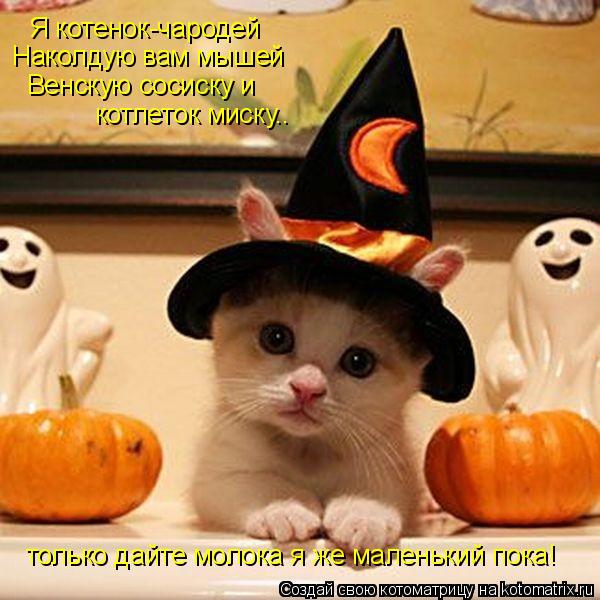 Котоматрица: Я котенок-чародей Наколдую вам мышей Венскую сосиску и котлеток миску.. только дайте молока я же маленький пока!