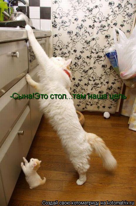Котоматрица: -Сына!Это стол...там наша цель