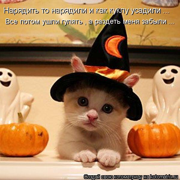 Котоматрица: Нарядить то нарядили и как куклу усадили ...  Все потом ушли гулять , а раздеть меня забыли ...