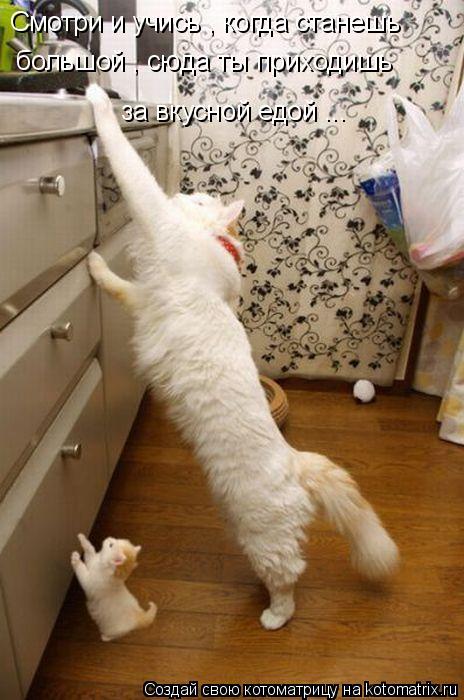 Котоматрица: Смотри и учись , когда станешь  большой , сюда ты приходишь  за вкусной едой ...