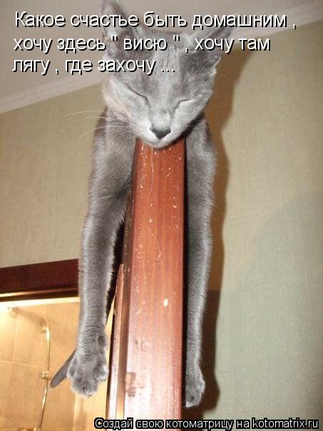 Котоматрица: Какое счастье быть домашним , хочу здесь " висю " , хочу там  лягу , где захочу ...