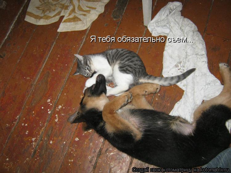 Котоматрица: Я тебя обязательно съем...