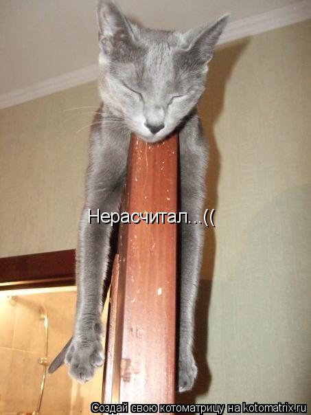 Котоматрица: Нерасчитал...((