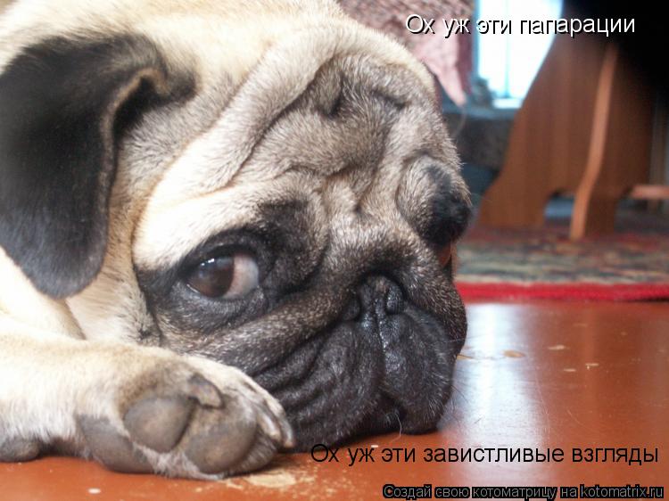 Котоматрица: Ох уж эти папарации Ох уж эти завистливые взгляды