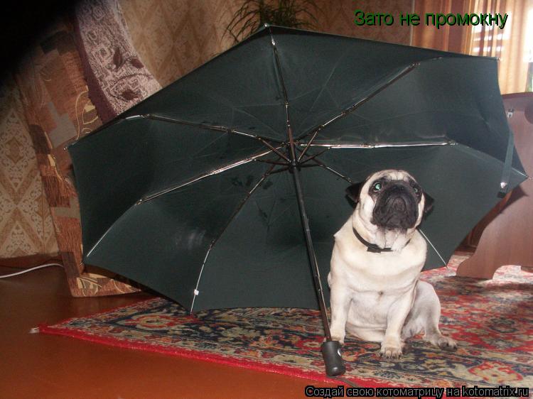 Котоматрица: Зато не промокну