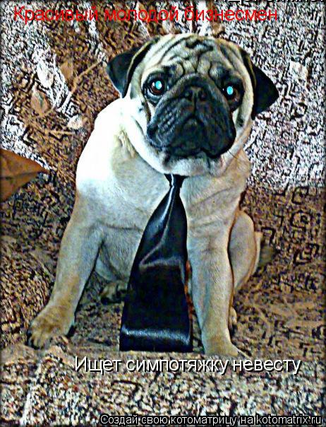 Котоматрица: Ищет симпотяжку невесту Ищет симпотяжку невесту Красивый молодой бизнесмен