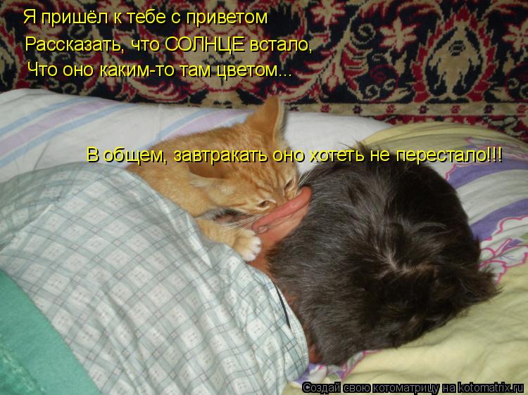 Котоматрица: Я пришёл к тебе с приветом Что оно каким-то там цветом... В общем, завтракать оно хотеть не перестало!!! Рассказать, что СОЛНЦЕ встало,