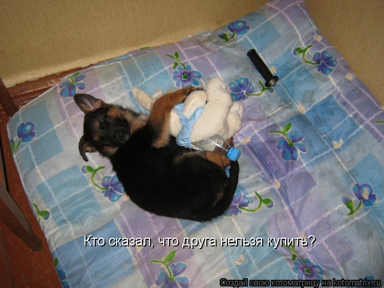 Котоматрица: Кто сказал, что друга нельзя купить?