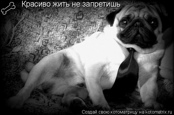 Котоматрица: Красиво жить не запретишь