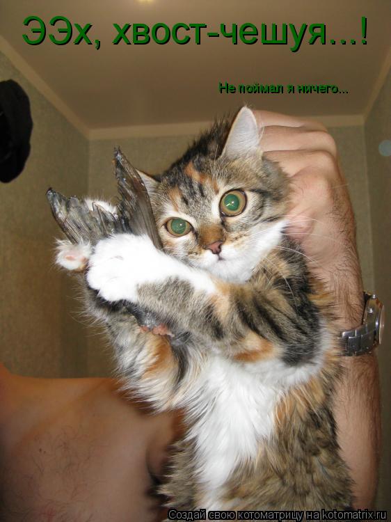 Котоматрица: ЭЭх, хвост-чешуя...! Не поймал я ничего...