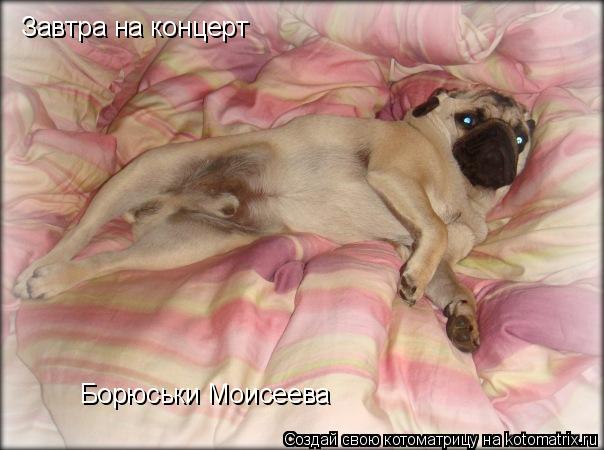 Котоматрица: Завтра на концерт Борюськи Моисеева