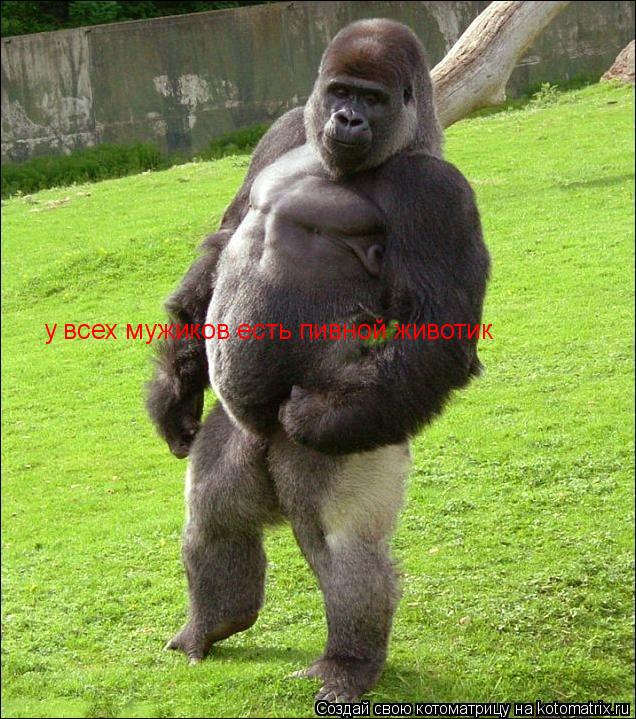 Котоматрица: у всех мужиков есть пивной животик