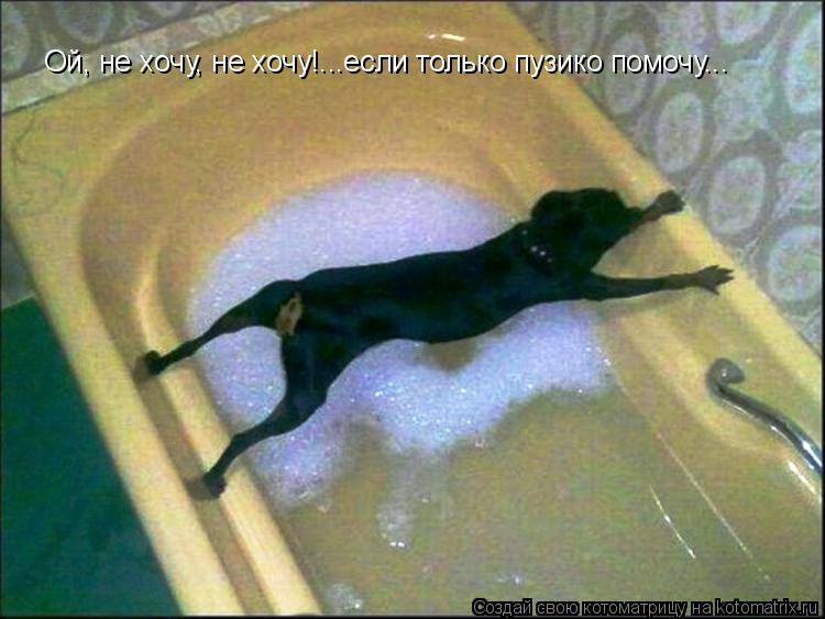 Котоматрица: Ой, не хочу, не хочу!...если только пузико помочу...