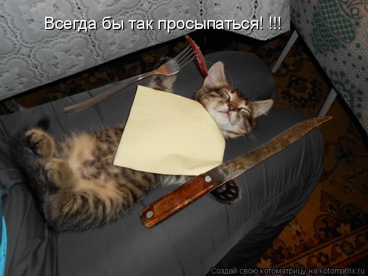 Котоматрица: Всегда бы так просыпаться! !!!
