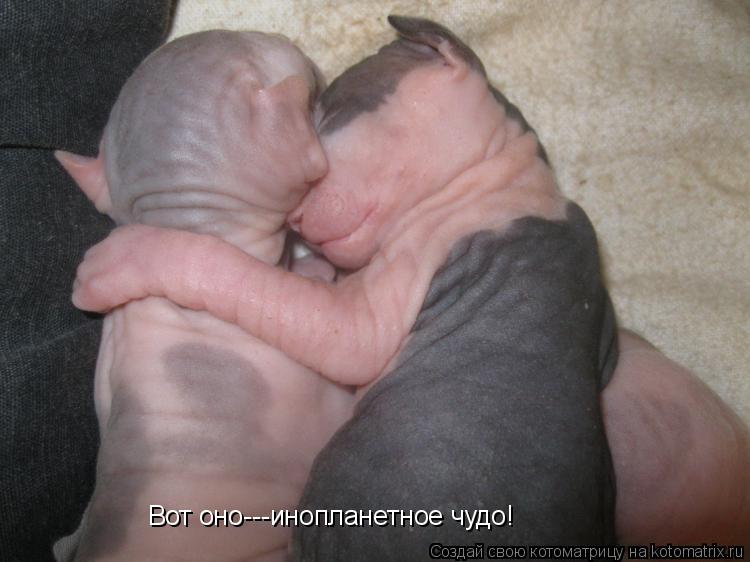 Котоматрица: Вот оно---инопланетное чудо!