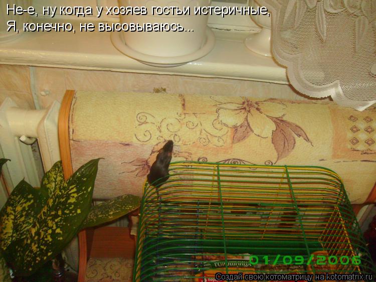 Котоматрица: Не-е, ну когда у хозяев гостьи истеричные,  Я, конечно, не высовываюсь...