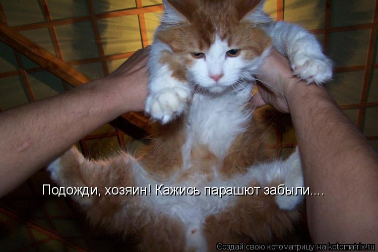 Котоматрица: Подожди, хозяин! Кажись парашют забыли....