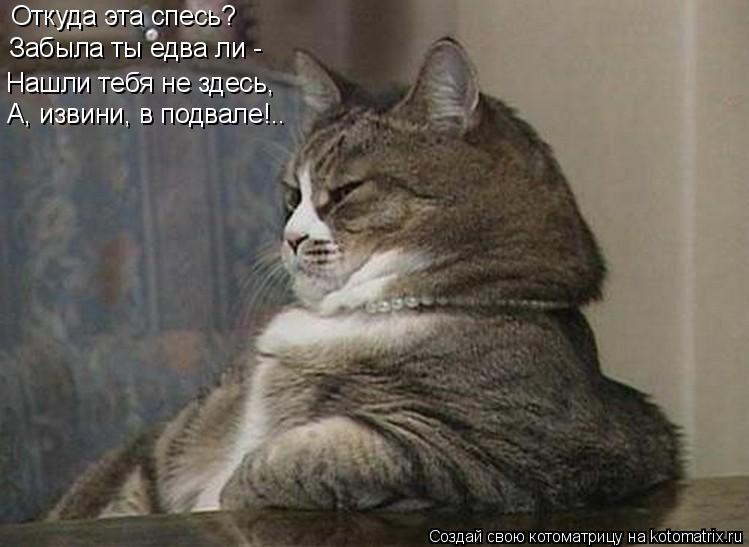 Котоматрица: Откуда эта спесь? Забыла ты едва ли - Нашли тебя не здесь, А, извини, в подвале!..