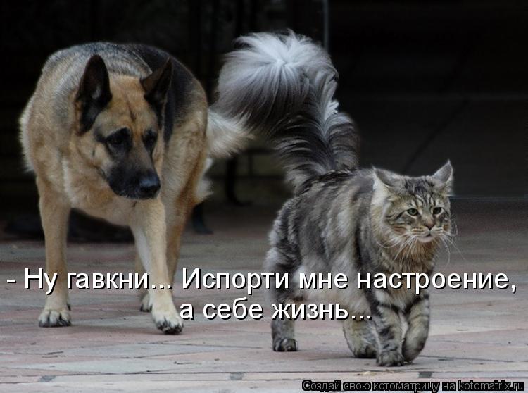 Котоматрица: - Ну гавкни... Испорти мне настроение, а себе жизнь...