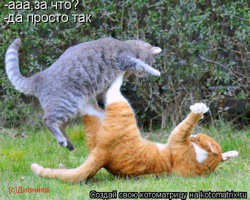 Котоматрица: -ааа,за что? -да просто так (с)Дианика