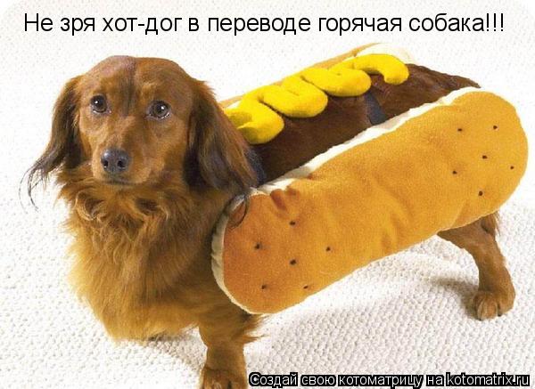 Котоматрица: Не зря хот-дог в переводе горячая собака!!!