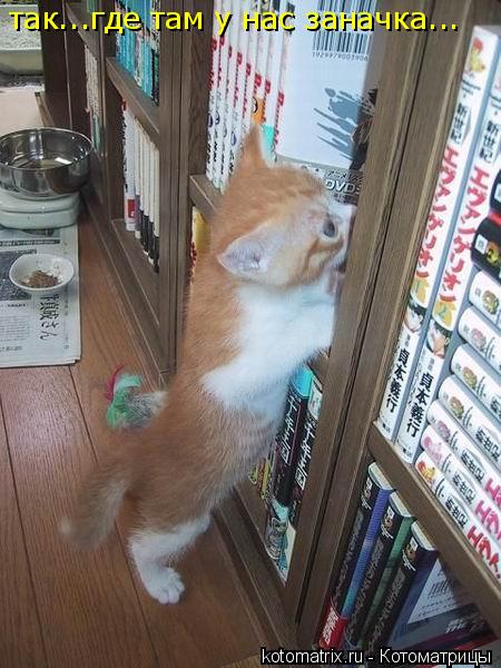 Котоматрица: так...где там у нас заначка...