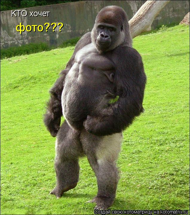 Котоматрица: KTO xoчет   фото???